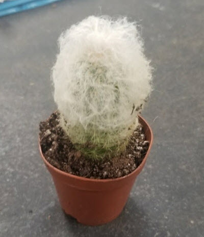 2" Cactus Dybowski